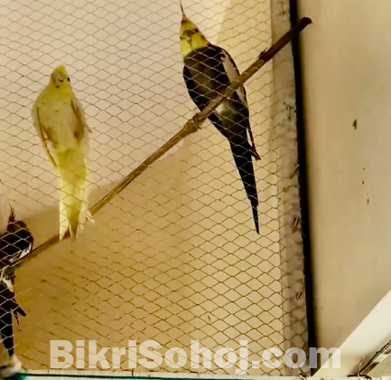 Cockatiel
